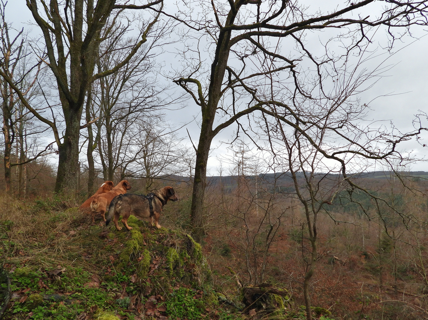 Beobachtungsfelsen 