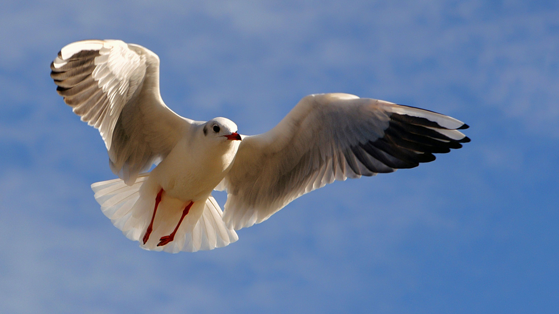 Beobachtungsflug