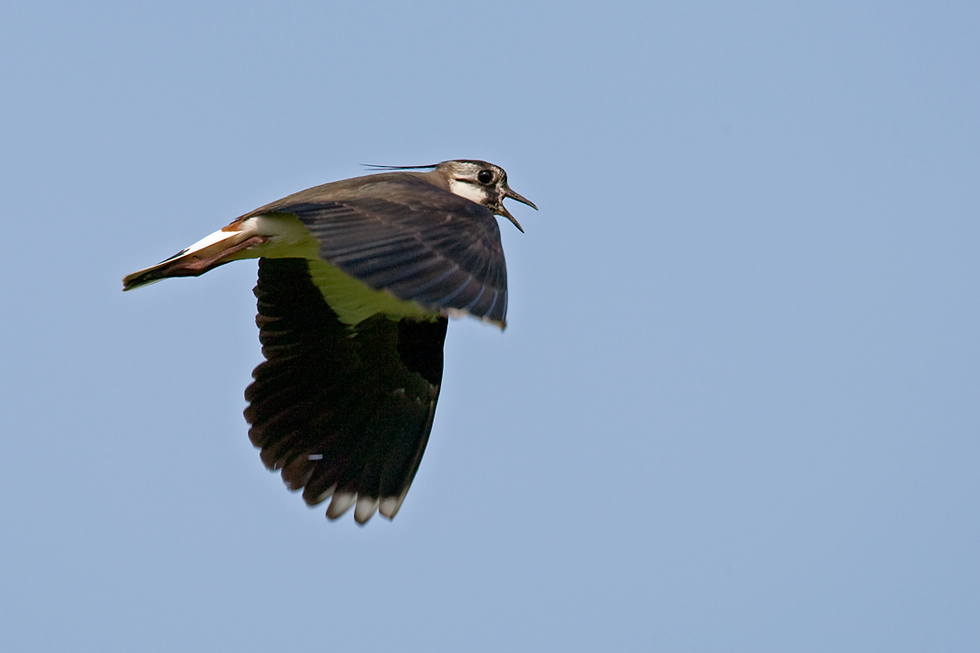 Beobachtungsflug