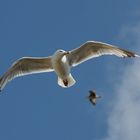 Beobachtungsposition - Nordstrand Norderney