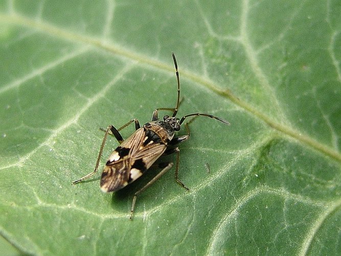 Beosus maritimus Foto & Bild tiere, wildlife, insekten Bilder auf