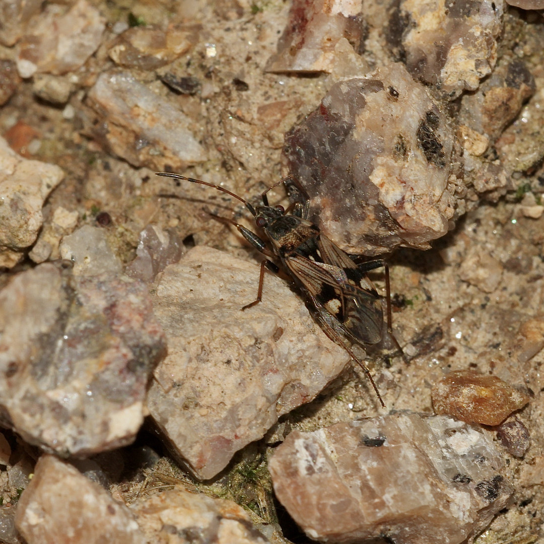 Beosus maritimus, eine Wanze aus der Familie der Rhyparochromidae