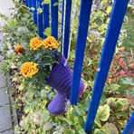 bepflanztes Stiefelchen am Zaun eines Kindergartens in Warnemünde