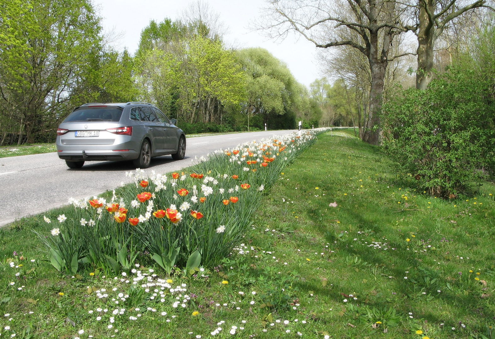 Bepflanzung am Fahrbahnrand 