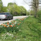 Bepflanzung am Fahrbahnrand 