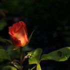 Beppener Rose