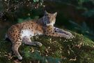 Luchs