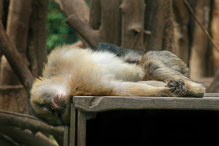 Bequem ist das nicht gerade,lach. by Astrid Hallmann