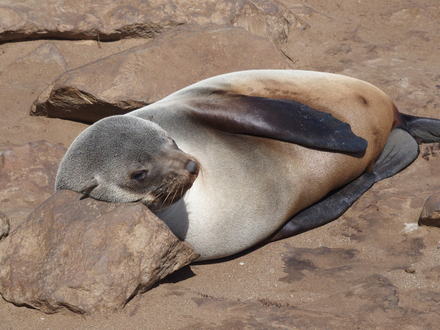 Bequem ist's allemal - Robbenkolonie am Cape Cross Namibia