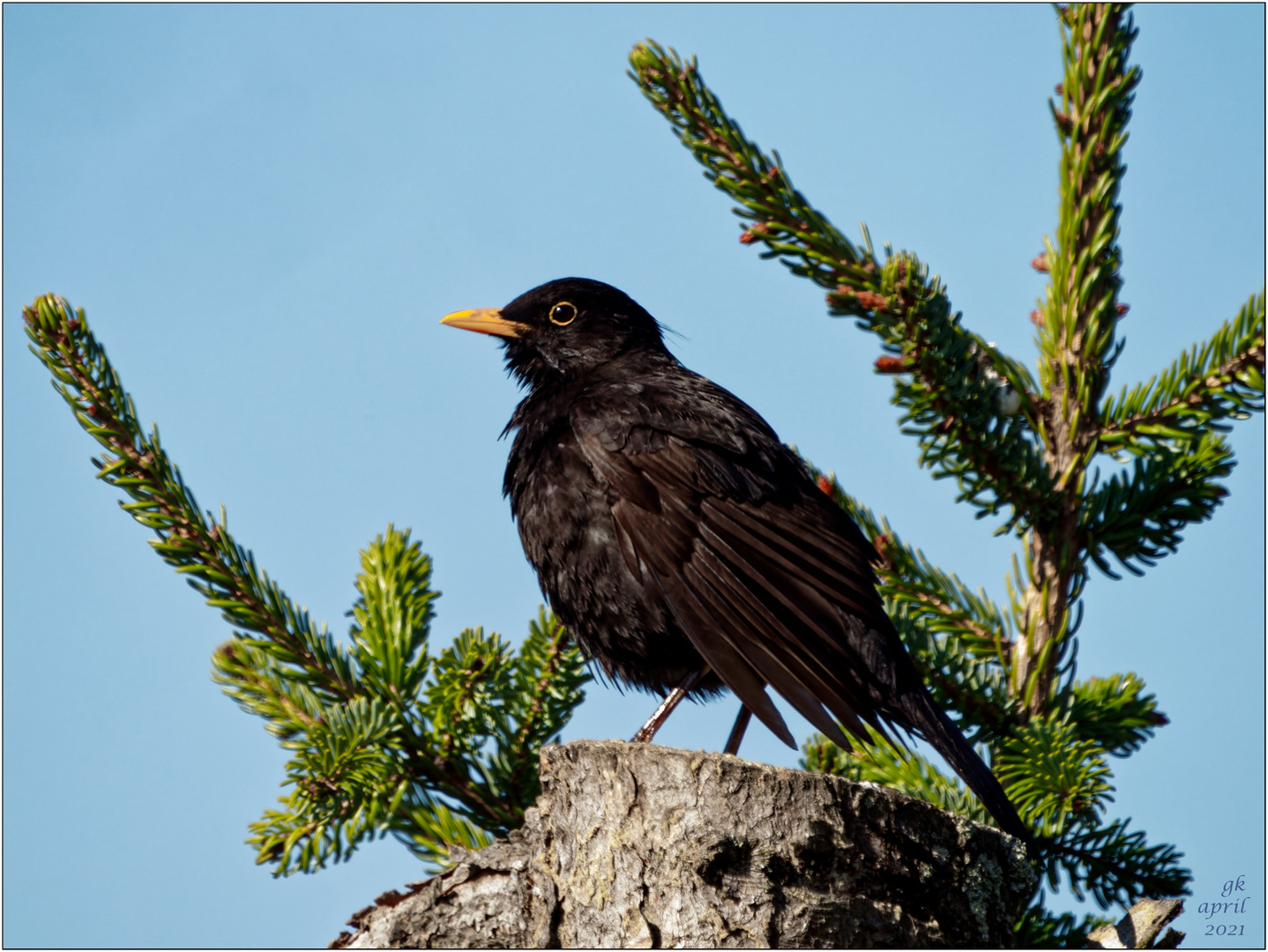 Bequemes Plätzchen für Gesang und Überblick