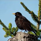 Bequemes Plätzchen für Gesang und Überblick