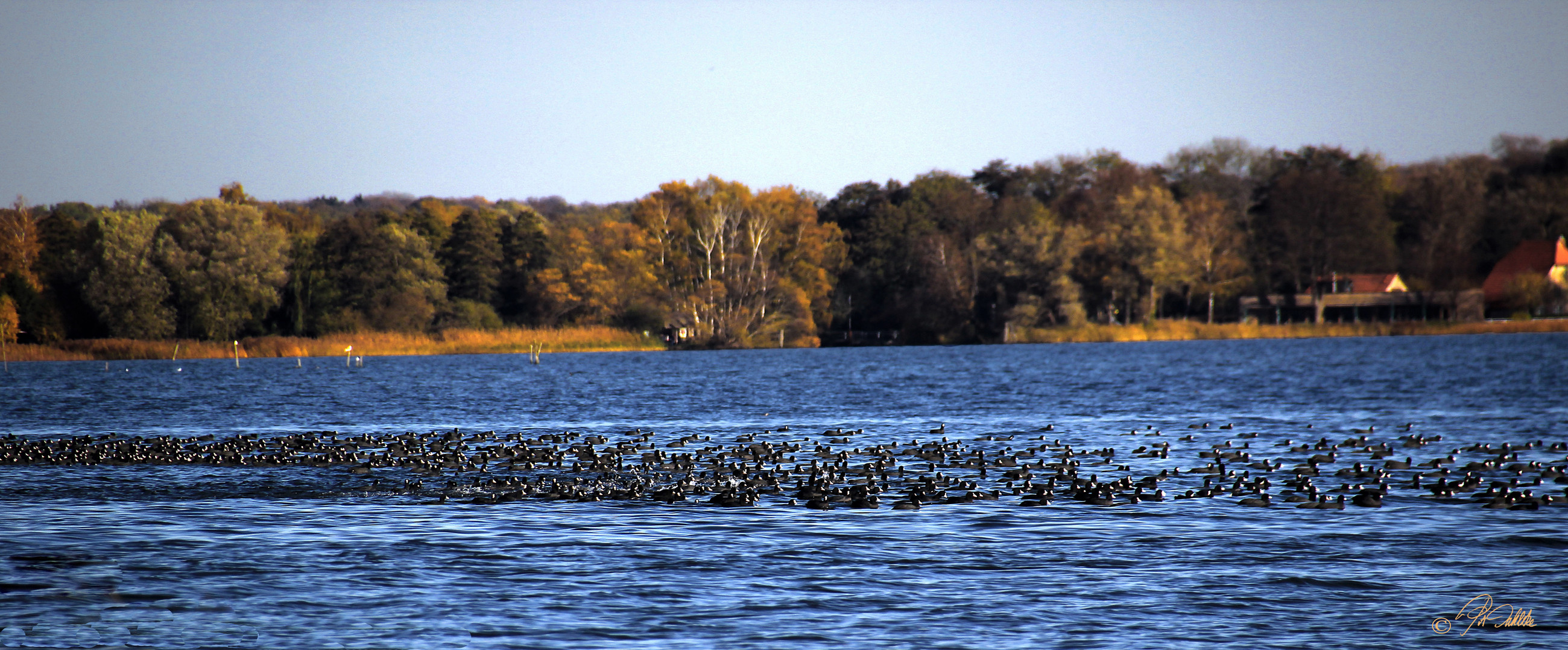 " Beratung - Versammlung " der Blässhühner am Ratzeburger See