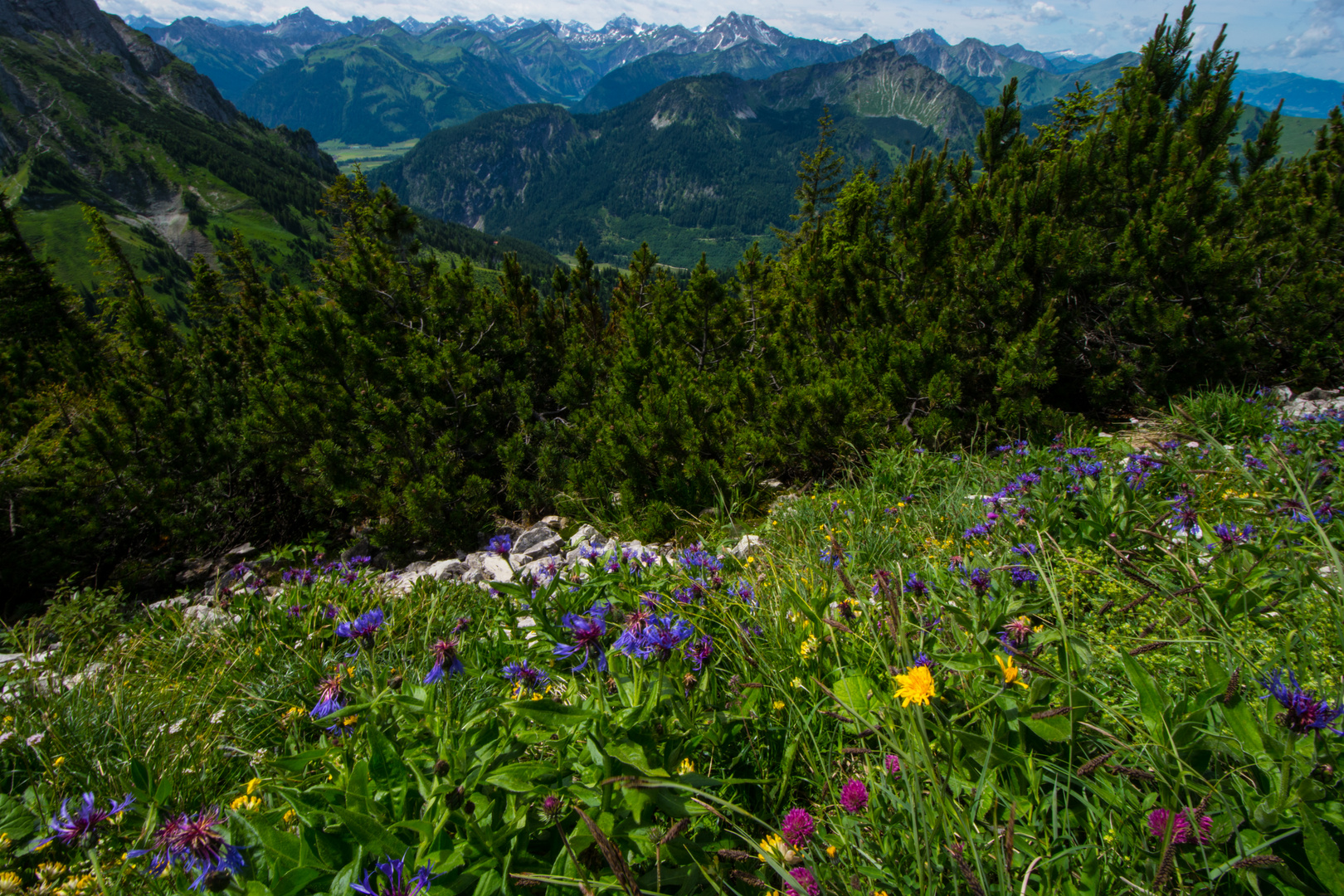 Berauschend ...der Duft der Alpenwiesen und auch das Panorama