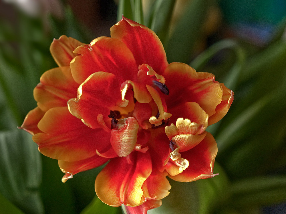 berauschend wie ein Flamenco