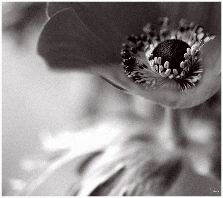 ....(be)rauschende anemone
