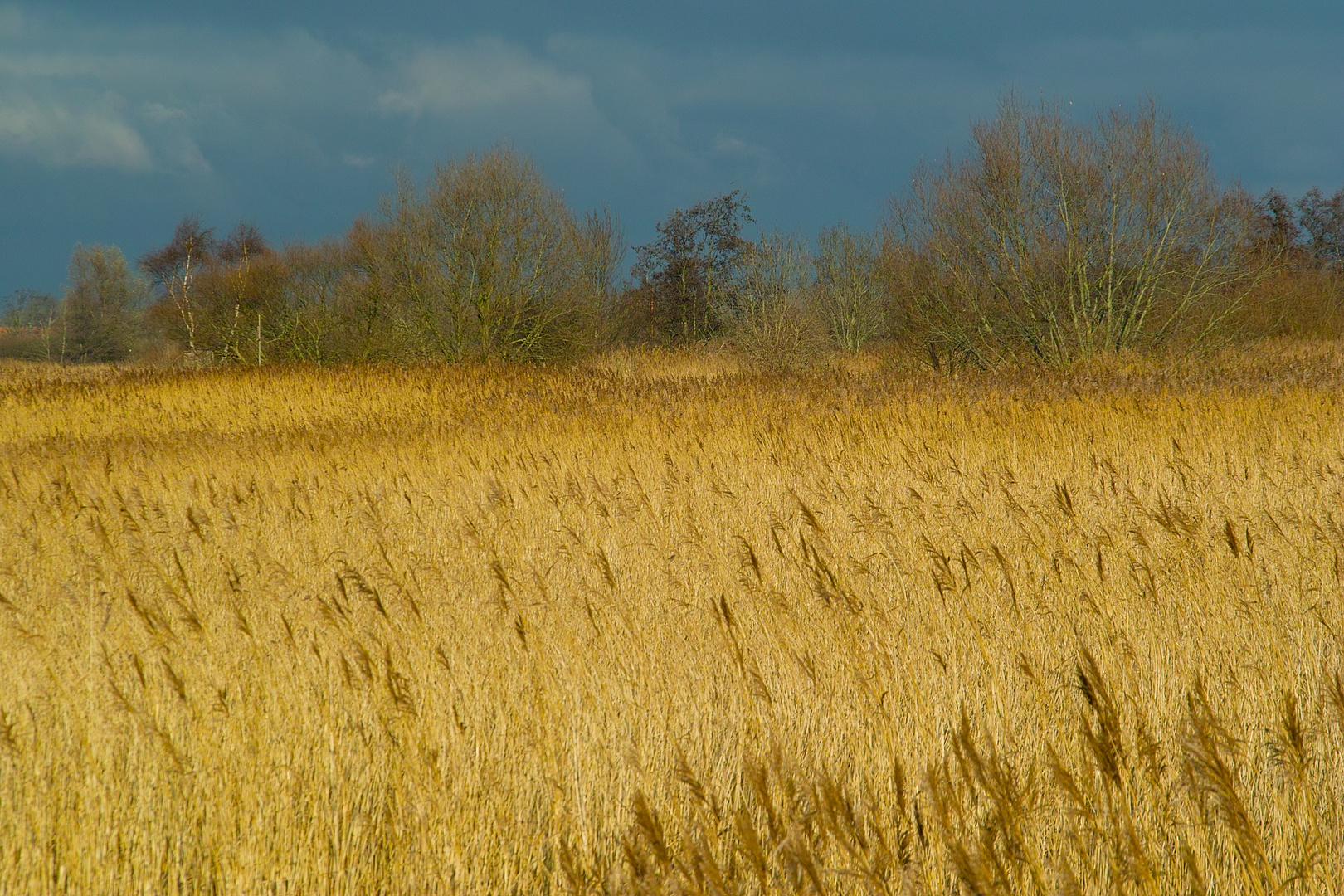 Berauschende Natur-001