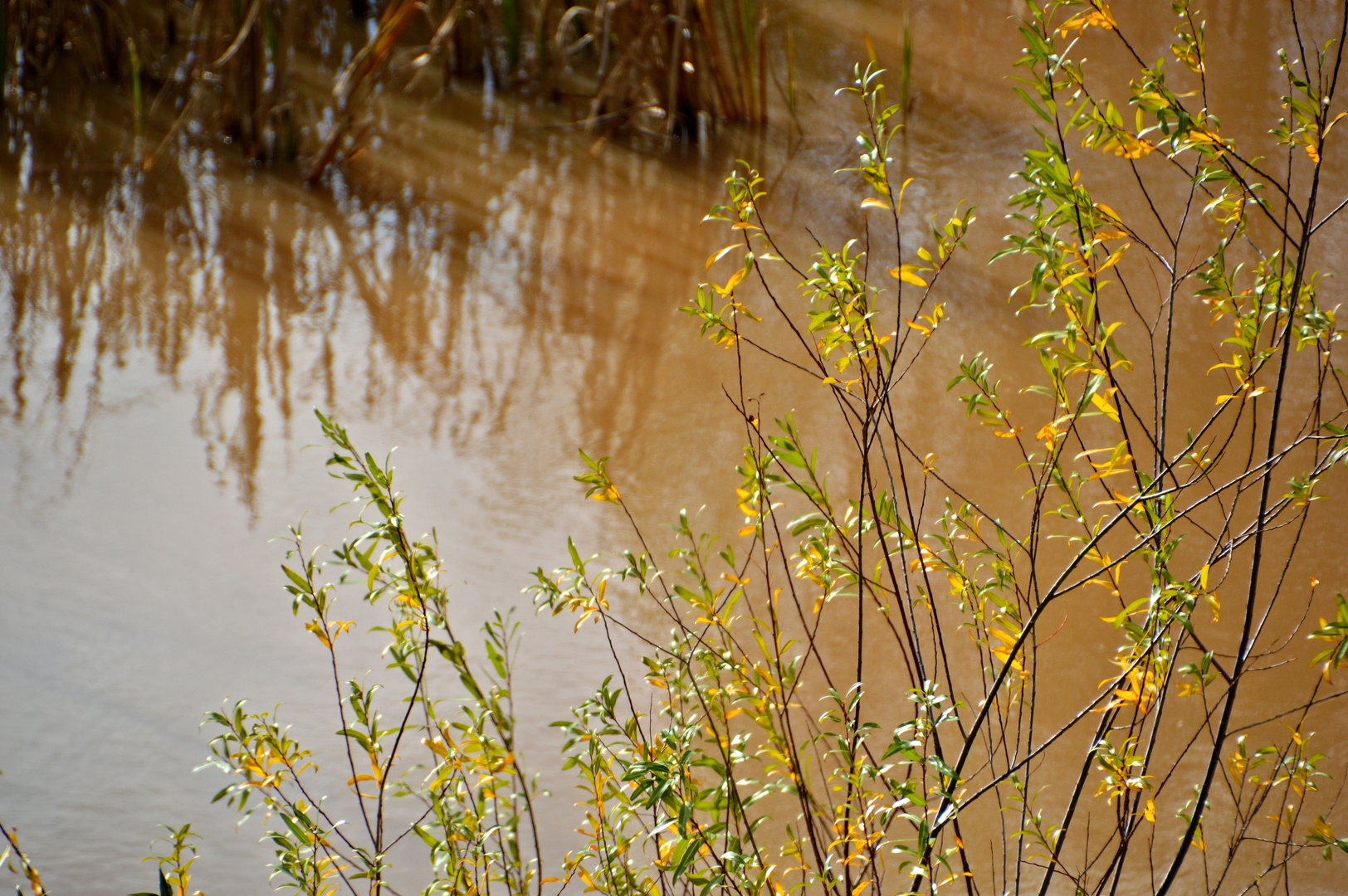 Berauschende Stimmung am Weiher