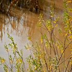 Berauschende Stimmung am Weiher