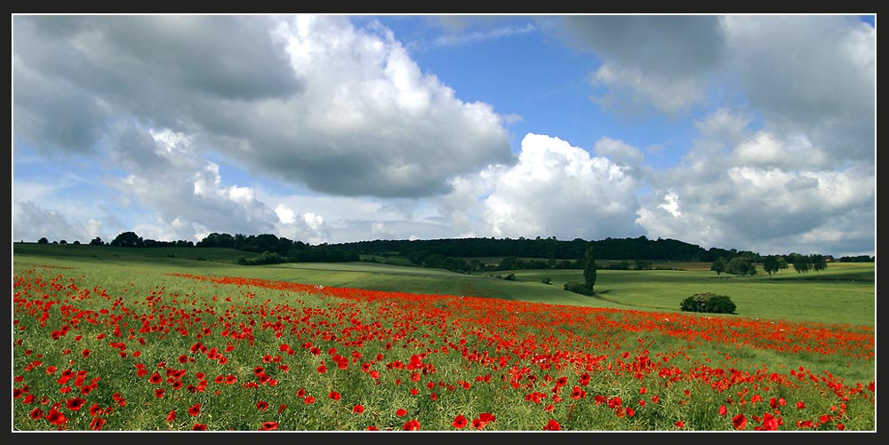 berauschender Mohn ?