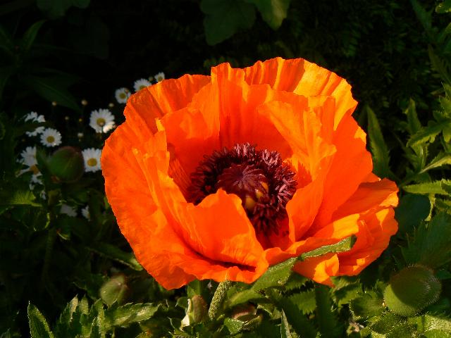 Berauschender Mohn