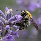 berauscht vom Lavendel