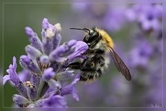 berauscht vom Lavendel