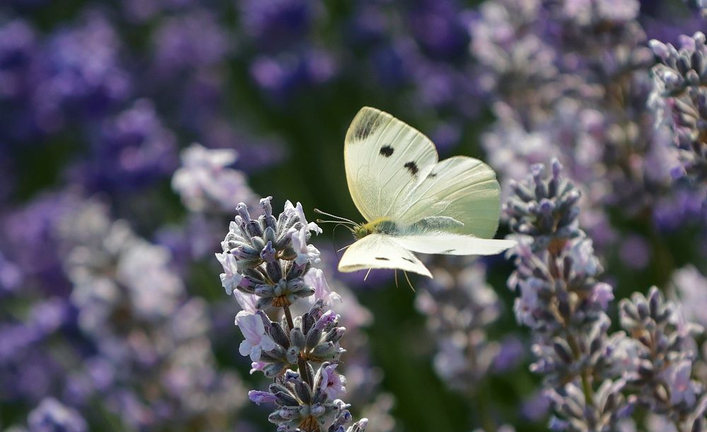 BERAUSCHT VOM LAVENDEL