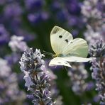 BERAUSCHT VOM LAVENDEL