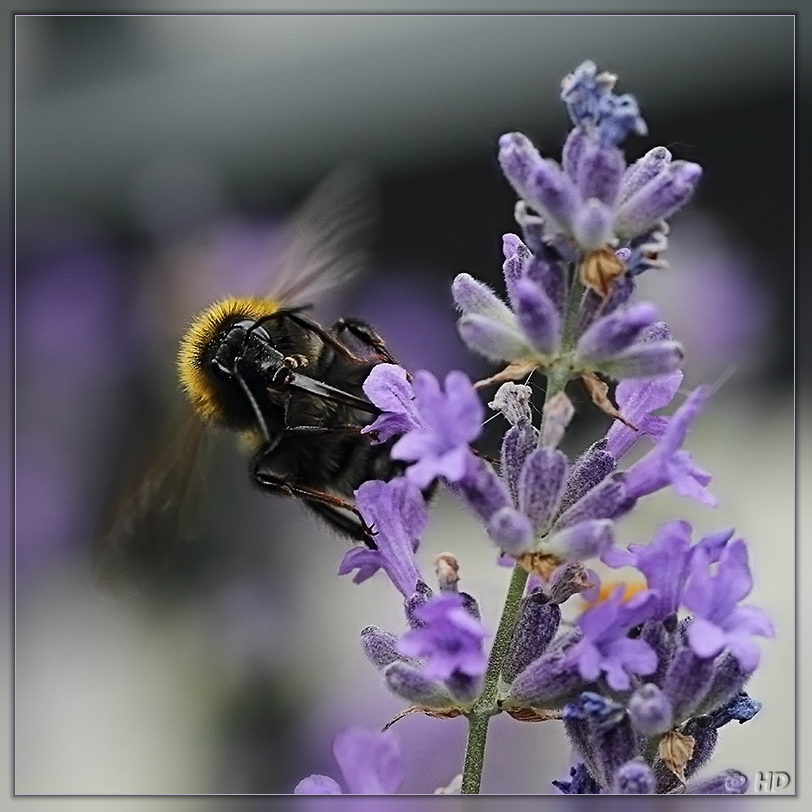 berauscht vom Lavendel II