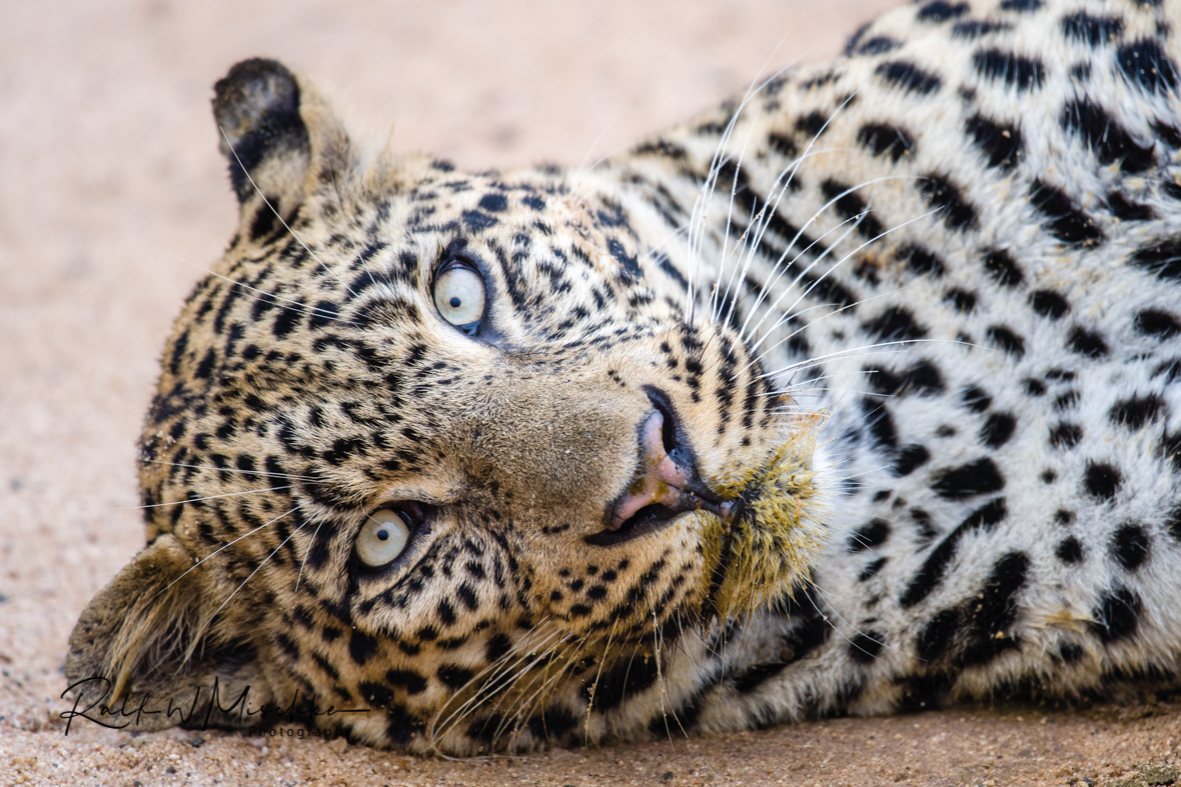 Berauschter Leopard