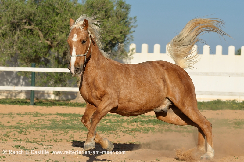 Berber