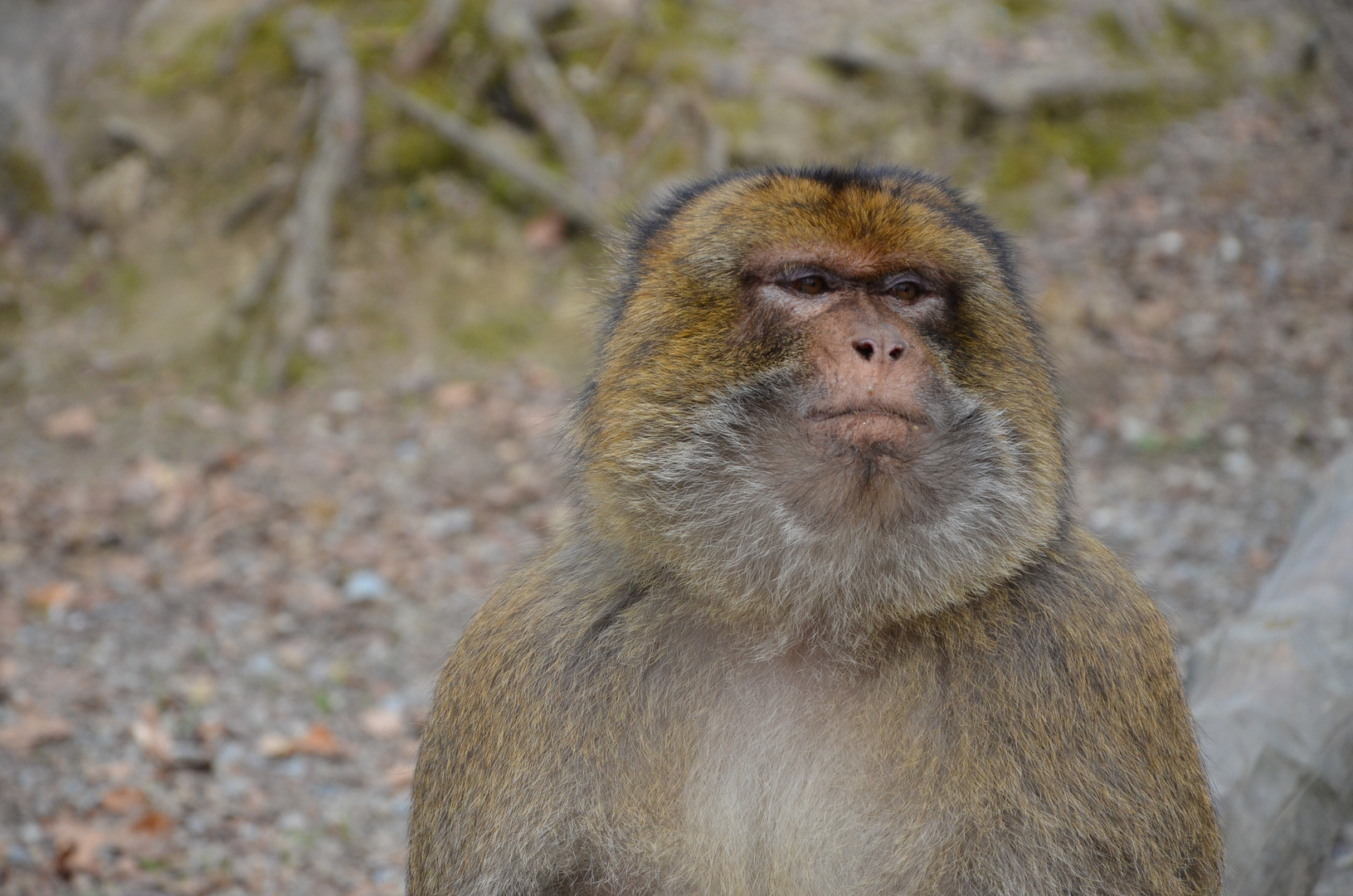 Berber-Affe