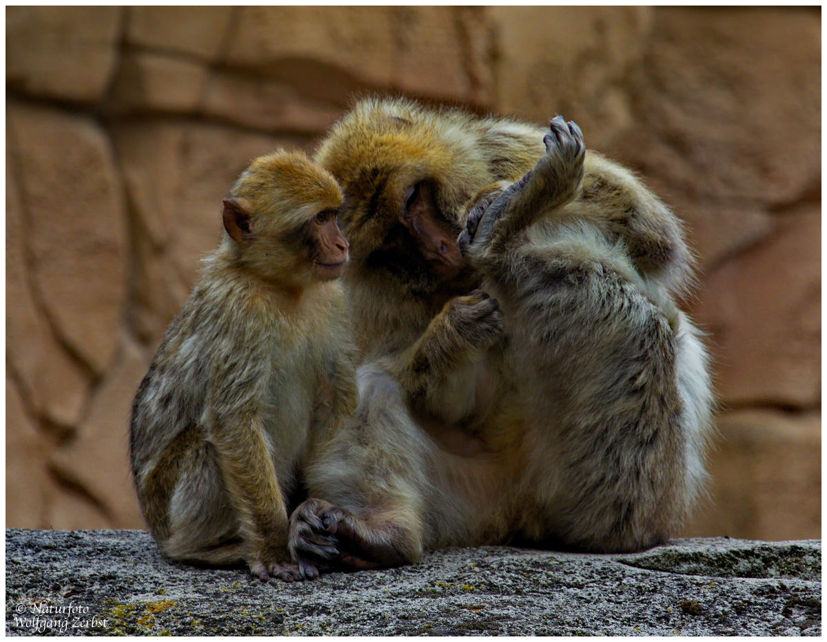 --- Berber-Affen ---  ( Macaca silanus )