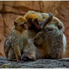 --- Berber-Affen ---  ( Macaca silanus )