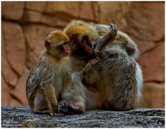 --- Berber-Affen ---  ( Macaca silanus )