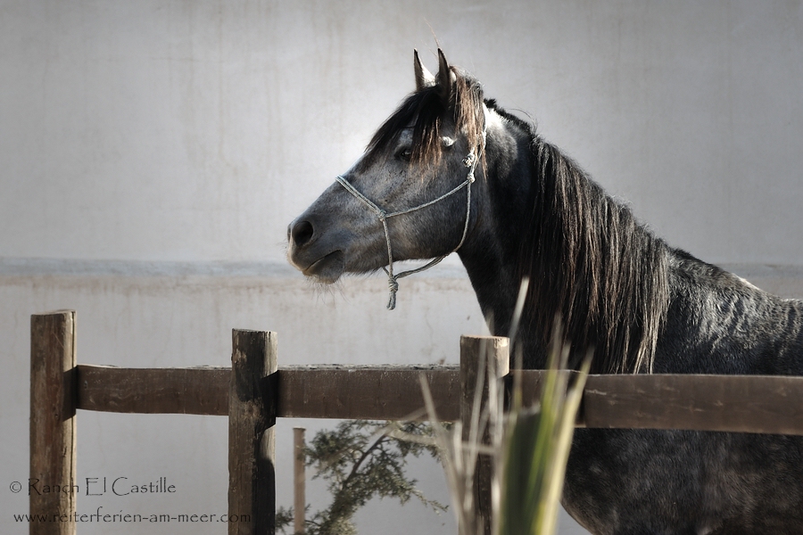 Berber - Araber