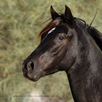 Berber - Araberhengst