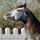 Berber - Araberhengst