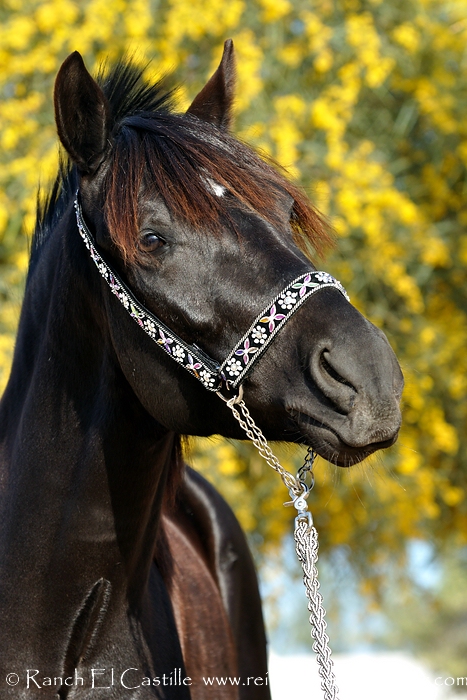 Berber - Araberhengst Leil