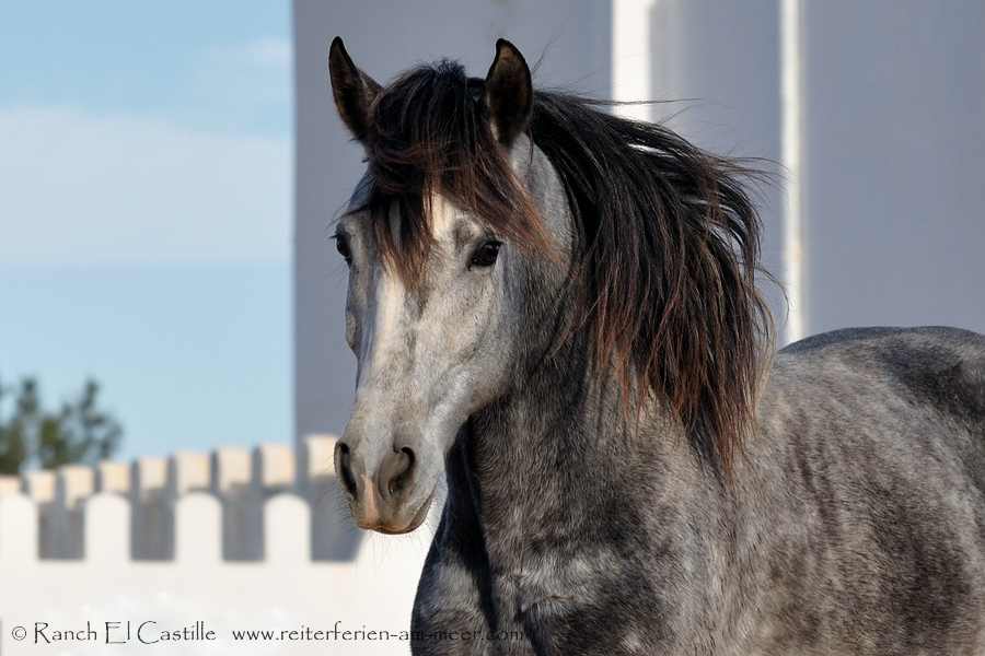 Berber - Araberhengst - Nauras