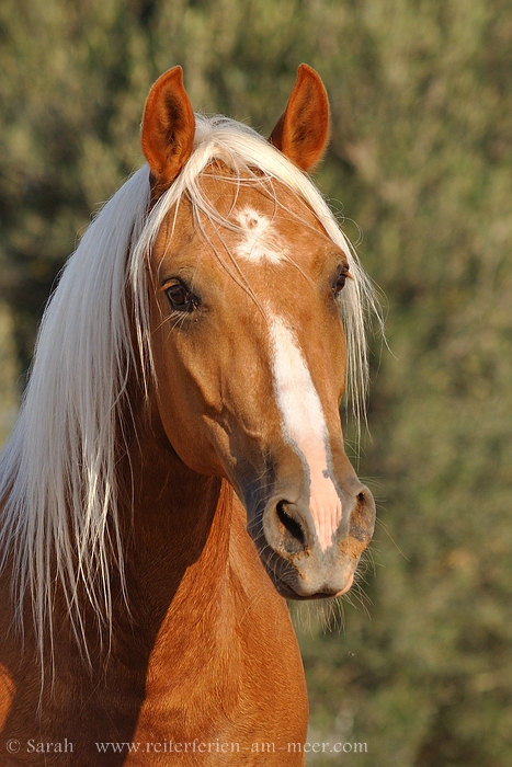 Berber Emir