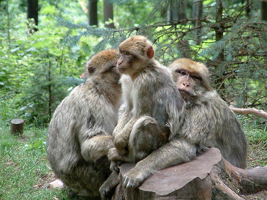 Berber Familie