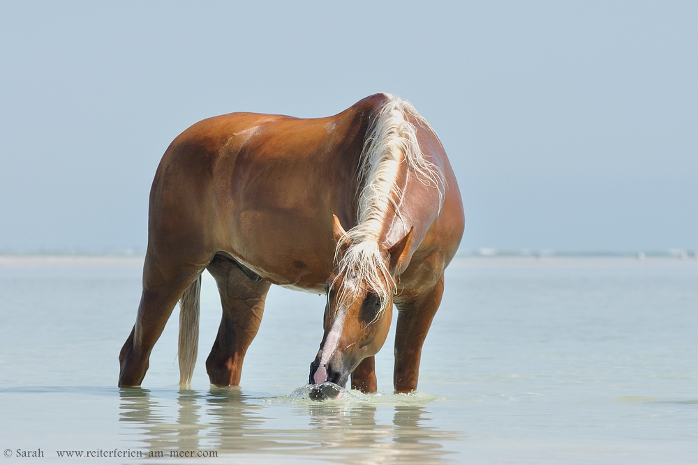 Berber im Meer