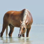 Berber im Meer