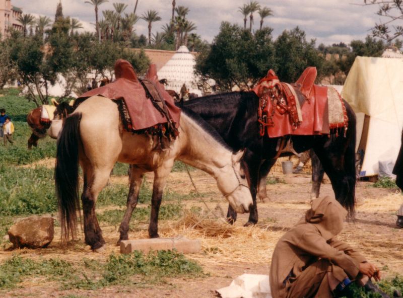 Berber nach einer Fantasia, Marokko - Marrakesch - 1988