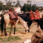 Berber nach einer Fantasia, Marokko - Marrakesch - 1988