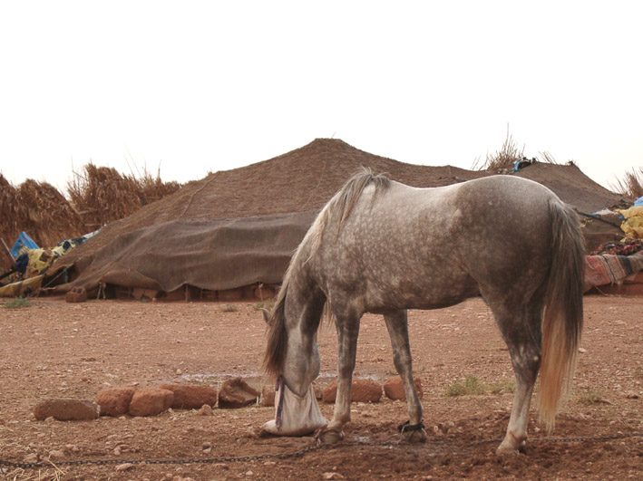 Berber und Berberzelt