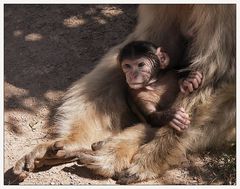 Berberäffchen am 3. Lebenstag - sonnig wie in Afrika