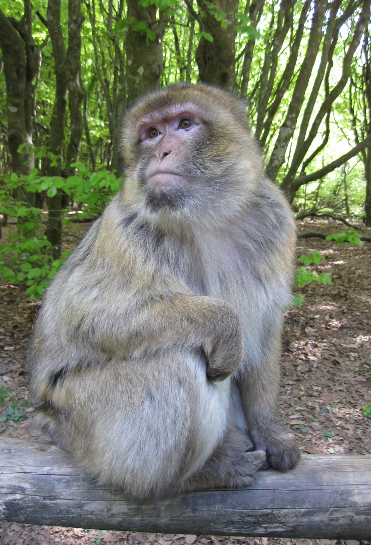 Berberaffe: Affenberg Salem