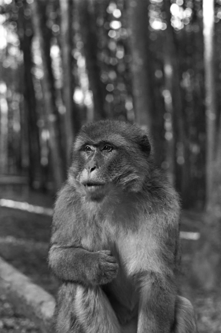 Berberaffe am Wegesrand